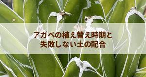 アガベの植え替え時期と失敗しない土の配合|プロが教える健やかな育て方
