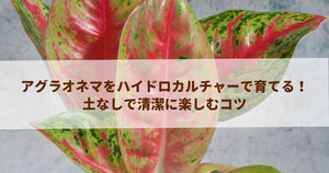 アグラオネマをハイドロカルチャーで育てる!土なしで清潔に楽しむコツ