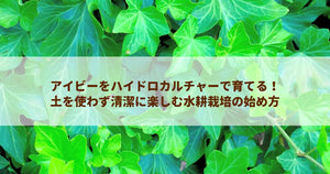アイビーをハイドロカルチャーで育てる!土を使わず清潔に楽しむ水耕栽培の始め方