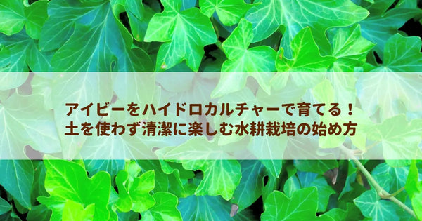 アイビーをハイドロカルチャーで育てる!土を使わず清潔に楽しむ水耕栽培の始め方