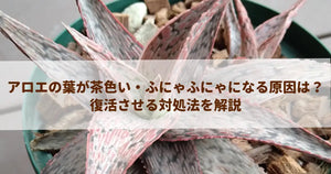 アロエの葉が茶色い・ふにゃふにゃになる原因は?復活させる対処法を解説