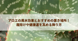 アロエの風水効果とおすすめの置き場所!魔除けや健康運を高める飾り方