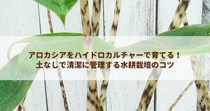 アロカシアをハイドロカルチャーで育てる!土なしで清潔に管理する水耕栽培のコツ