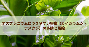 アスプレニウムにつきやすい害虫(カイガラムシ・ナメクジ)の予防と駆除