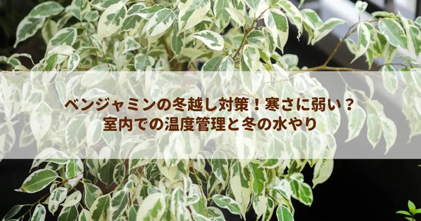ベンジャミンの冬越し対策!寒さに弱い?室内での温度管理と冬の水やり