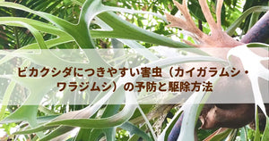 ビカクシダにつきやすい害虫(カイガラムシ・ワラジムシ)の予防と駆除方法