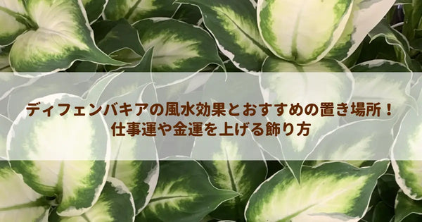 ディフェンバキアの風水効果とおすすめの置き場所!仕事運や金運を上げる飾り方