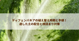 ディフェンバキアの植え替え時期と手順!適した土の配合と根詰まり対策
