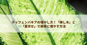 ディフェンバキアの増やし方!「挿し木」と「茎伏せ」で簡単に増やす方法