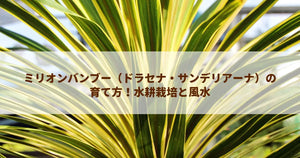 ミリオンバンブー(ドラセナ・サンデリアーナ)の育て方!水耕栽培と風水