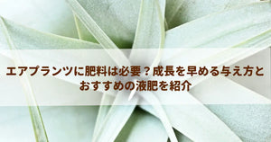 エアプランツに肥料は必要?成長を早める与え方とおすすめの液肥を紹介