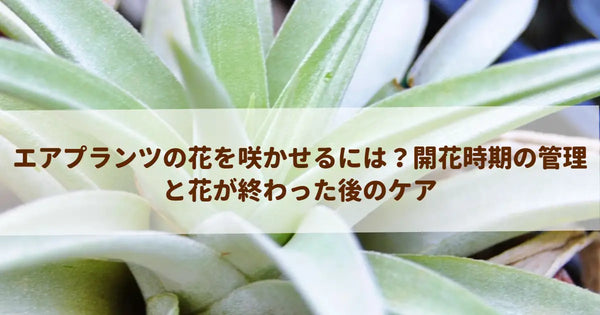 エアプランツの花を咲かせるには?開花時期の管理と花が終わった後のケア