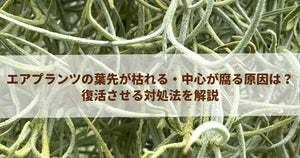エアプランツの葉先が枯れる・中心が腐る原因は?復活させる対処法を解説