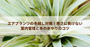 エアプランツの冬越し対策!寒さに負けない室内管理と冬の水やりのコツ
