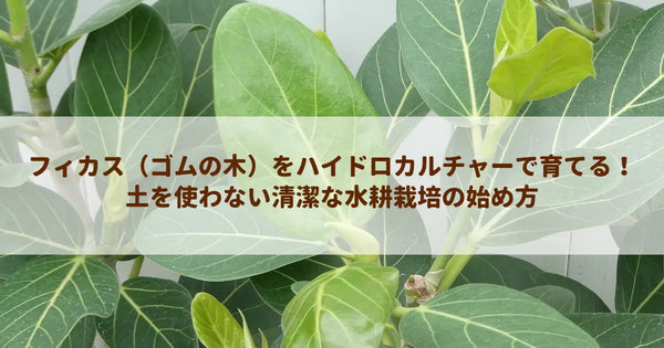 フィカス(ゴムの木)をハイドロカルチャーで育てる!土を使わない清潔な水耕栽培の始め方
