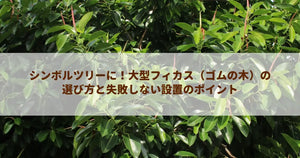 シンボルツリーに!大型フィカス(ゴムの木)の選び方と失敗しない設置のポイント