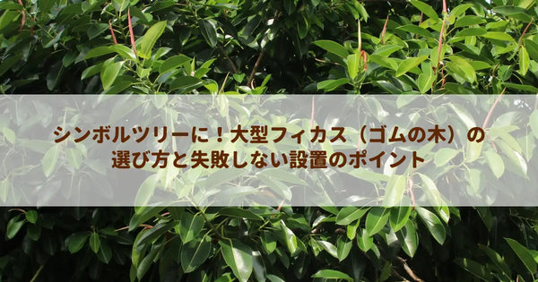 シンボルツリーに!大型フィカス(ゴムの木)の選び方と失敗しない設置のポイント