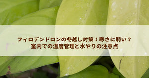 フィロデンドロンの冬越し対策!寒さに弱い?室内での温度管理と水やりの注意点