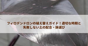 フィロデンドロンの植え替えガイド!適切な時期と失敗しない土の配合・鉢選び
