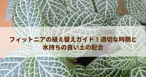 フィットニアの植え替えガイド!適切な時期と水持ちの良い土の配合