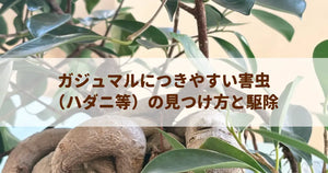 ガジュマルにつきやすい害虫(ハダニ等)の見つけ方と駆除