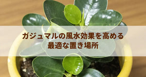 ガジュマルの風水効果を高める最適な置き場所