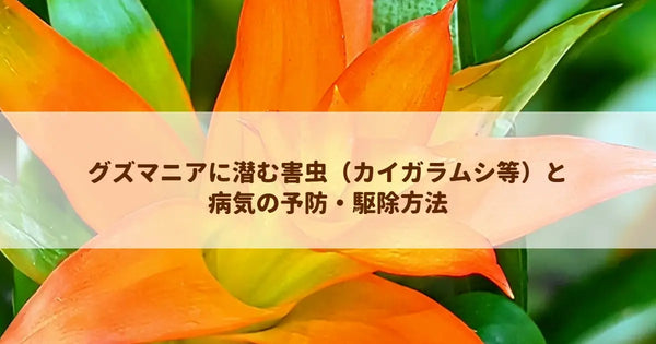 グズマニアに潜む害虫(カイガラムシ等)と病気の予防・駆除方法