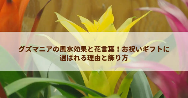 グズマニアの風水効果と花言葉!お祝いギフトに選ばれる理由と飾り方