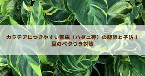 カラテアにつきやすい害虫(ハダニ等)の駆除と予防!葉のベタつき対策
