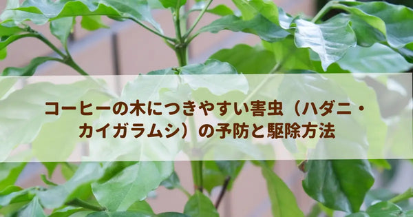 コーヒーの木につきやすい害虫(ハダニ・カイガラムシ)の予防と駆除方法