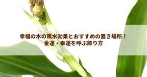幸福の木の風水効果とおすすめの置き場所!金運・幸運を呼ぶ飾り方