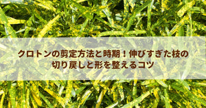 クロトンの剪定方法と時期!伸びすぎた枝の切り戻しと形を整えるコツ