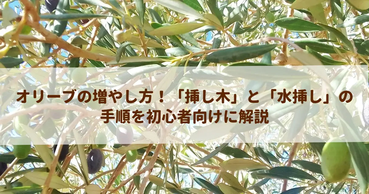 オリーブの増やし方！「挿し木」と「水挿し」の手順を初心者向けに解説