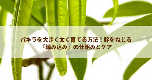 パキラを大きく太く育てる方法!幹をねじる「編み込み」の仕組みとケア