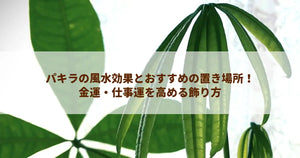パキラの風水効果とおすすめの置き場所!金運・仕事運を高める飾り方
