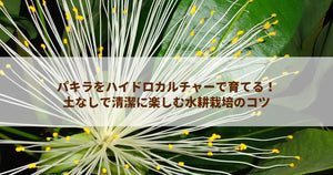 パキラをハイドロカルチャーで育てる!土なしで清潔に楽しむ水耕栽培のコツ