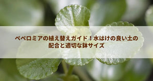 ペペロミアの植え替えガイド!水はけの良い土の配合と適切な鉢サイズ
