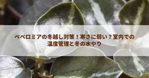 ペペロミアの冬越し対策!寒さに弱い?室内での温度管理と冬の水やり