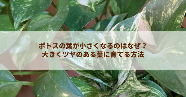ポトスの葉が小さくなるのはなぜ?大きくツヤのある葉に育てる方法