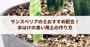 サンスベリアの土おすすめ配合!水はけの良い用土の作り方と植え替えのコツ