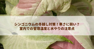 シンゴニウムの冬越し対策!寒さに弱い?室内での管理温度と水やりの注意点