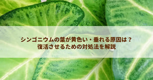 シンゴニウムの葉が黄色い・垂れる原因は?復活させるための対処法を解説