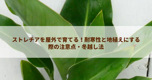 ストレチアを屋外で育てる!耐寒性と地植えにする際の注意点・冬越し法