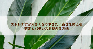 ストレチアが大きくなりすぎた!高さを抑える剪定とバランスを整える方法