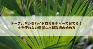 テーブルヤシをハイドロカルチャーで育てる!土を使わない清潔な水耕栽培の始め方