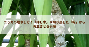 ユッカの増やし方!「挿し木」や切り戻した「幹」から再生させる手順