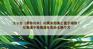 ユッカ(青年の木)の風水効果と置き場所!仕事運や発展運を高める飾り方