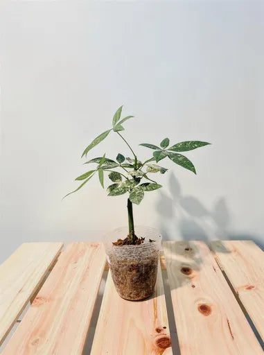 送料無料/現品】【パキラ ミルキーウェイ 実生株 水苔仕立て】2.5号