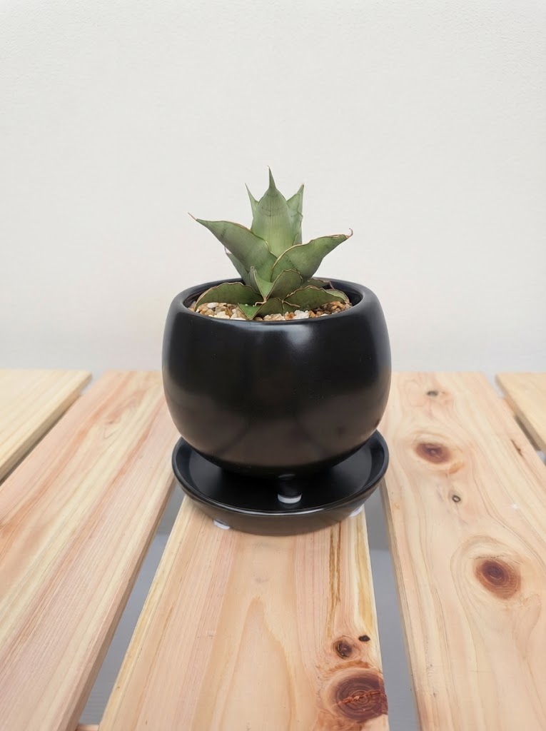 送料無料/現品】【サンスベリア シルバーローズ】黒丸陶器鉢（受皿付き