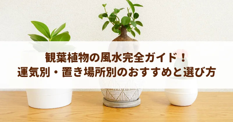 観葉植物の風水完全ガイド！運気別・置き場所別のおすすめと選び方
